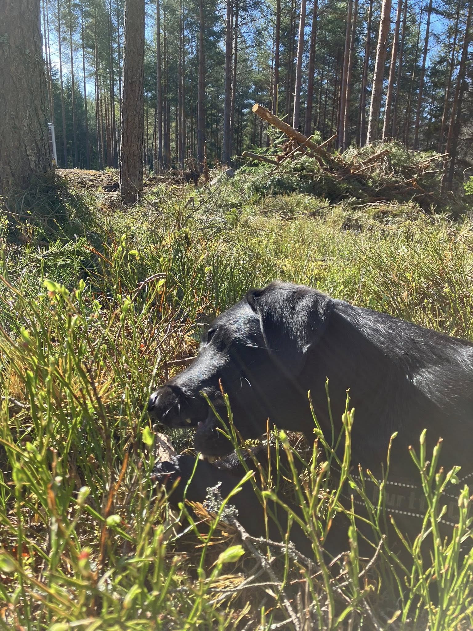 Madeleine från Maddes Gräv AB